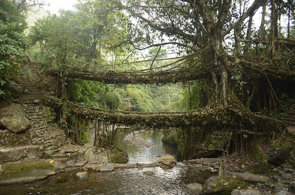 Living root bridge
